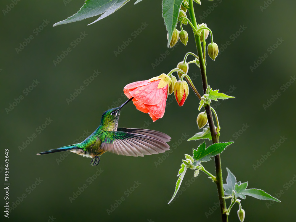 Obraz premium Female Long-tailed Sylph Hummingbird Feeding on Pink Flower Nectar