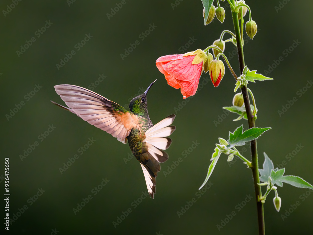 Fototapeta premium Buff-tailed Coronet Hovering Near Pink Abutilon Flower