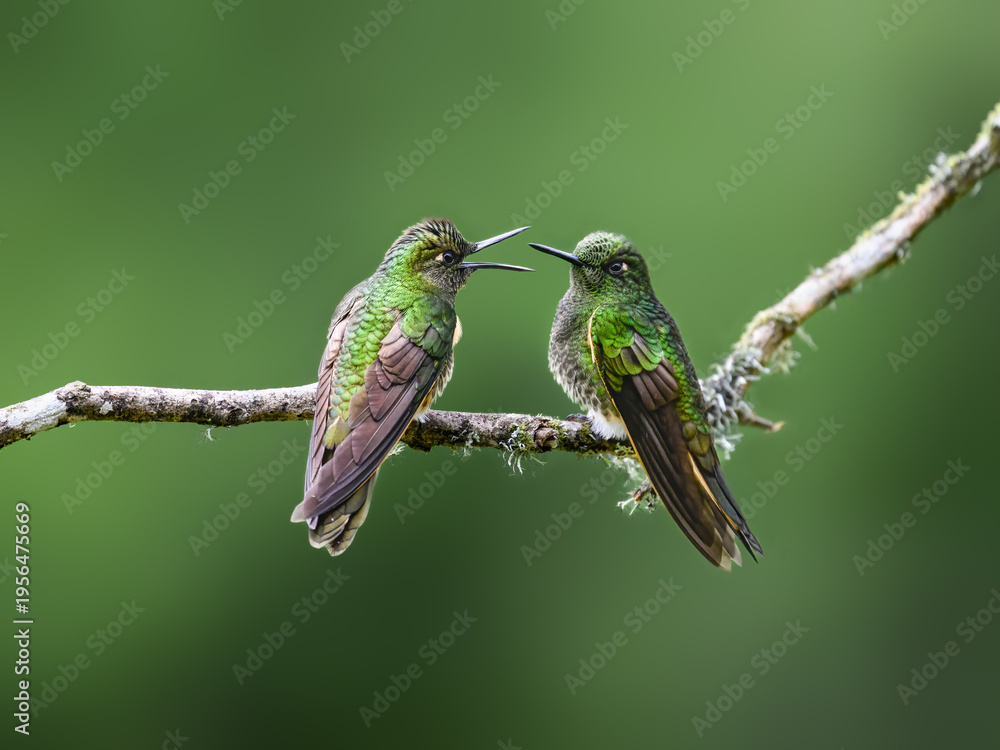 Fototapeta premium Two Buff-tailed Coronet Hummingbirds Perched and Interacting on Branch
