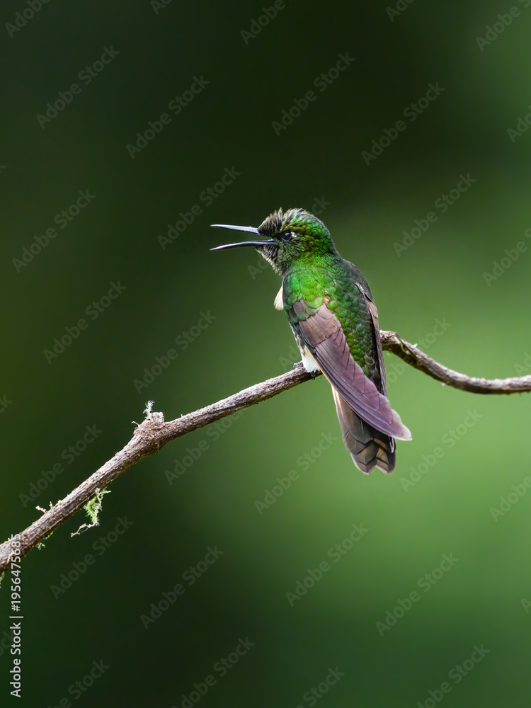Fototapeta premium Buff-Tailed Coronet Hummingbird Perched on Branch with Open Beak