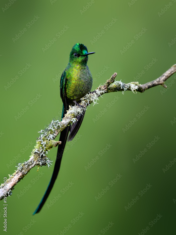Obraz premium Male Long-tailed Sylph Hummingbird Perching On Tree Branch on Green Background