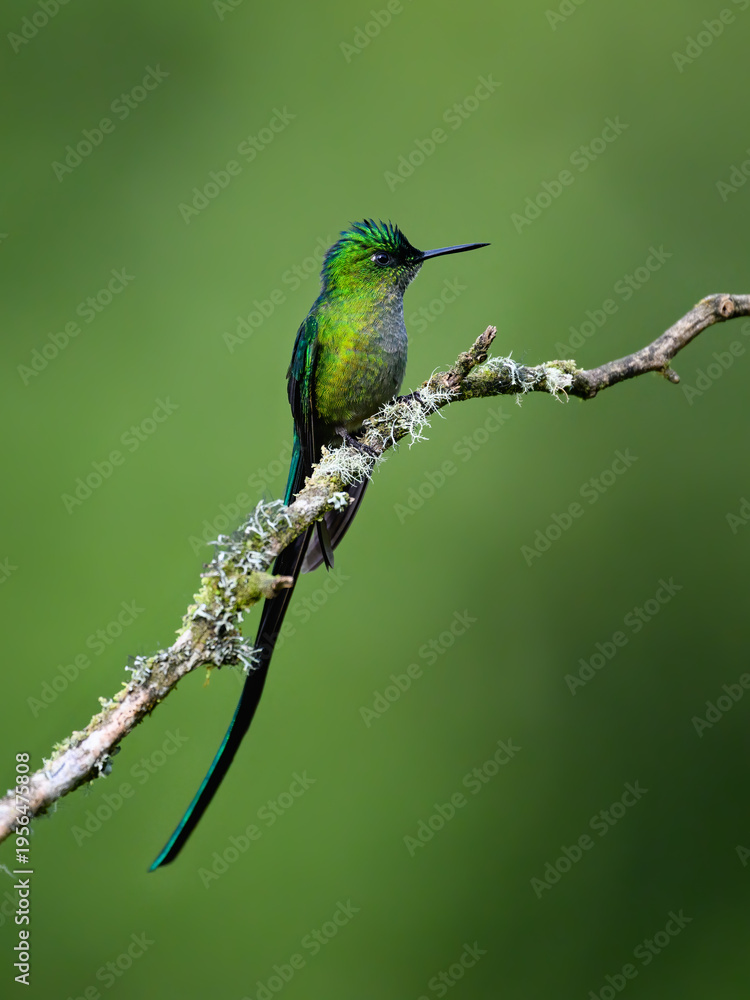 Obraz premium Male Long-tailed Sylph Hummingbird Perching On Tree Branch on Green Background