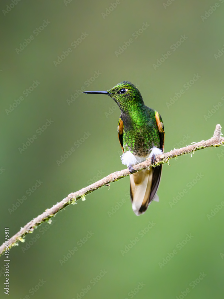 Obraz premium Adult Buff-tailed Coronet Hummingbird Perched On A Mossy Branch