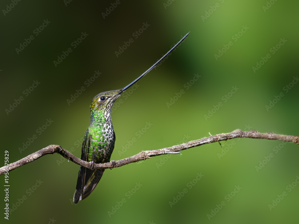 Naklejka premium Sword-billed Hummingbird Perched on Mossy Branch With Green Background