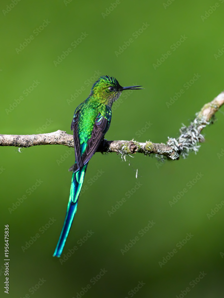 Obraz premium Male Long-tailed Sylph Hummingbird Perching On Tree Branch on Green Background