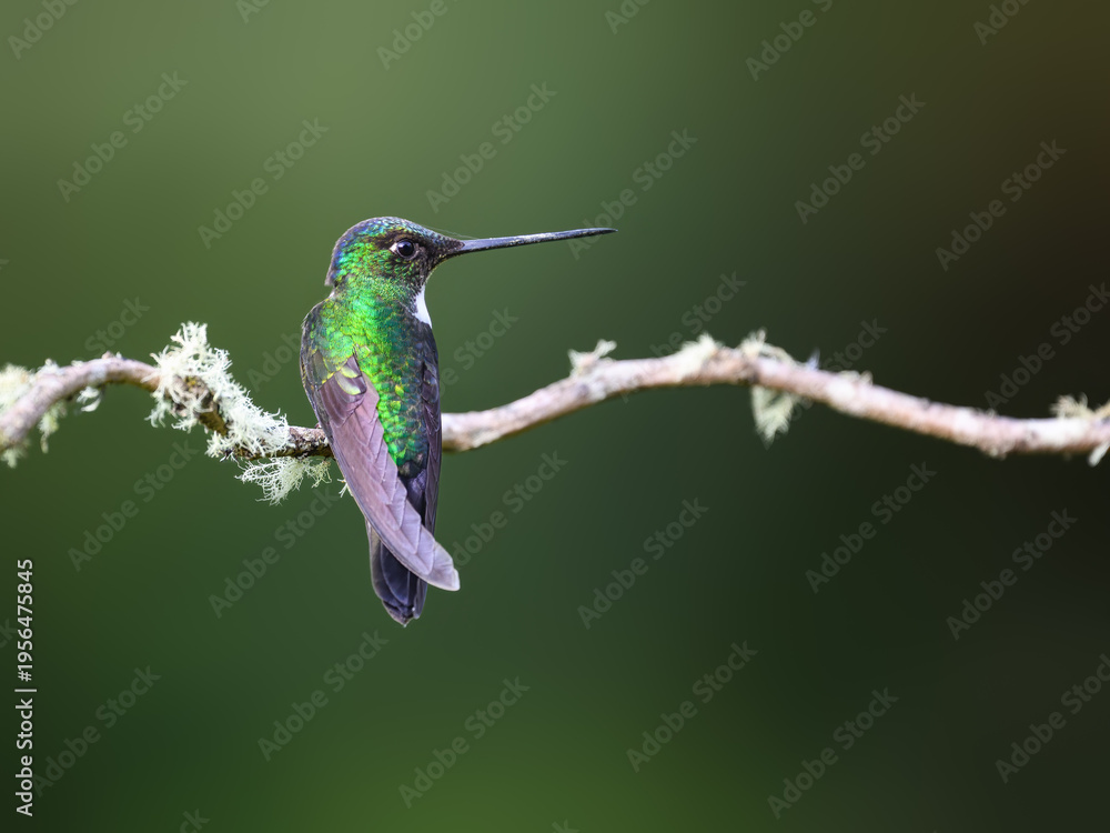 Fototapeta premium Collared Inca Hummingbird Perched on Mossy Branch in Cloud Forest
