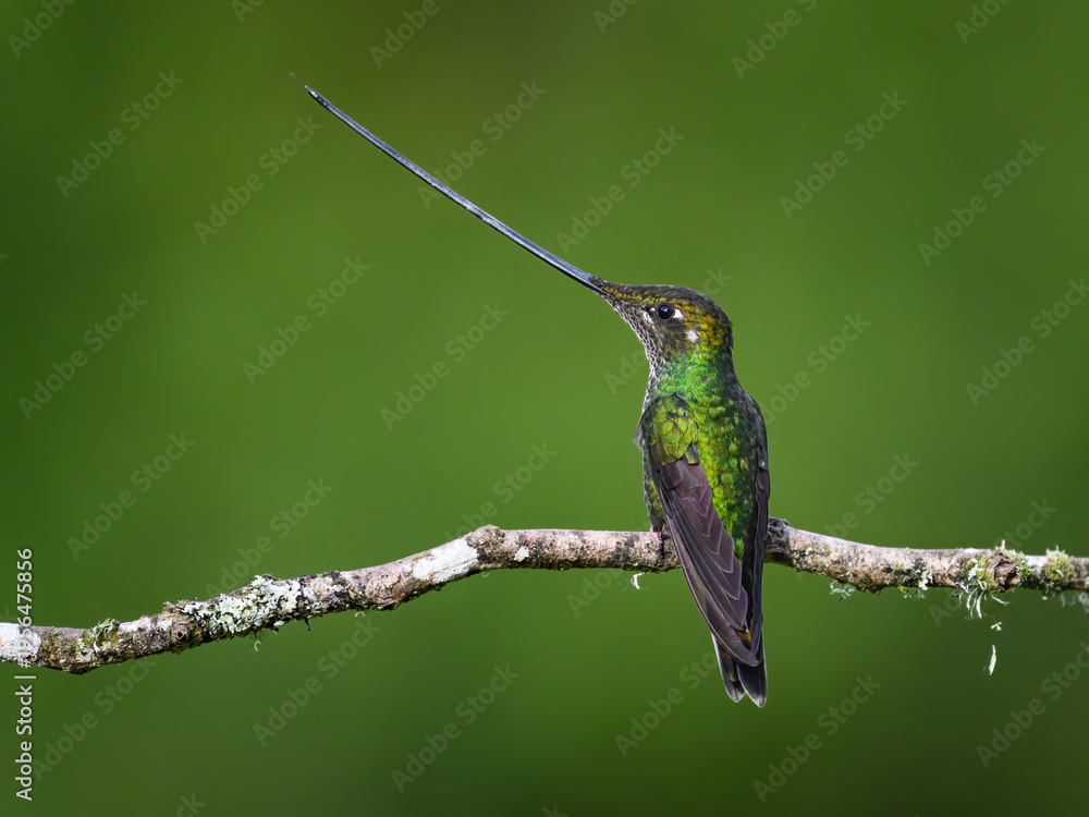 Obraz premium Sword-billed Hummingbird Perched on Mossy Branch With Green Background