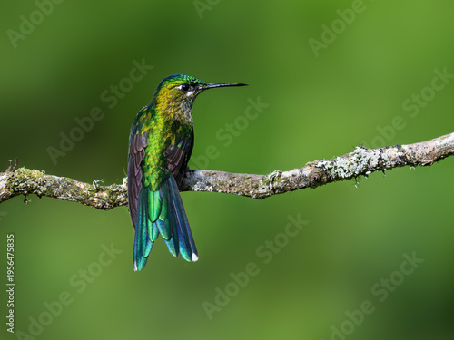 long-tailed sylph, aglaiocercus kingii, hummingbird, male, perched, long tail, blue tail, iridescent, hummingbird on branch, tropical bird, wildlife, nature, south america, andes, cloud forest, birdwa