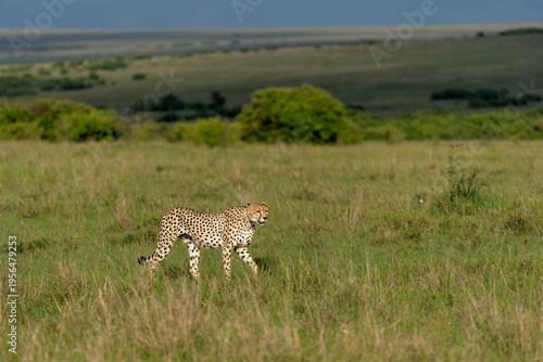 Cheetah looking for prey on the plains of the Masai Mara National Reserve in Kenya