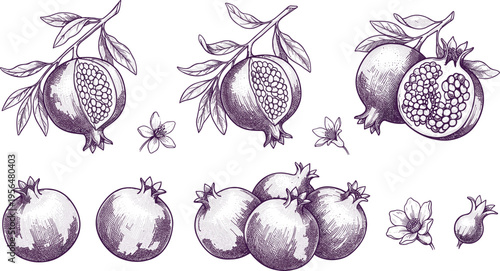 Vintage Hand Drawn Pomegranate Fruit Vector Set Featuring Whole Slices Seeds Branches