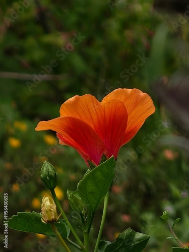 Orange Hibiscus Flower Blooming in Tropical Garden