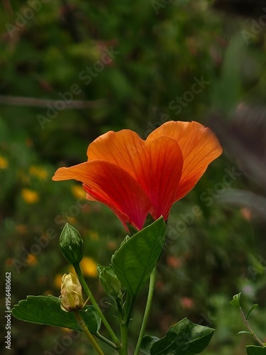 Orange Hibiscus Bloom with Buds Tropical Setting