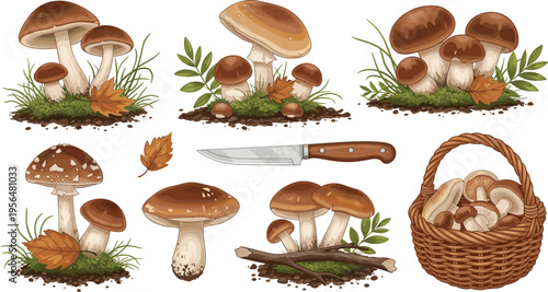 Wild forest mushrooms collection with basket knife autumn leaves edible fungi harvesting nature set detailed vector illustration design