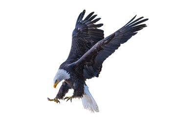 Bald eagle (Haliaeetus leucocephalus) Photo, in Flight, Over a Transparent, Isolated PNG Background
