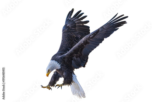 Bald eagle (Hakiaeetus leucocephalus) Photo, in Flight, Over a Transparent, Isolated PNG Background