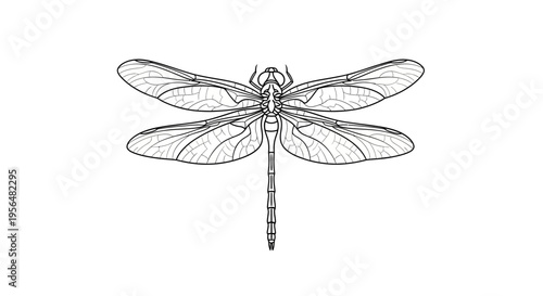 dragonfly isolated on white