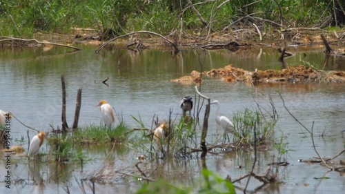 Little Egret, Cattle Egret, Indian Openbill Stork on a tropical lake