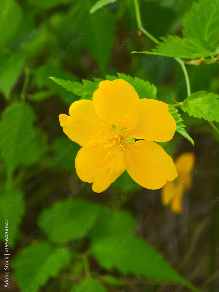 Fototapeta premium Single yellow spring flower for botanical backgrounds and natural garden design