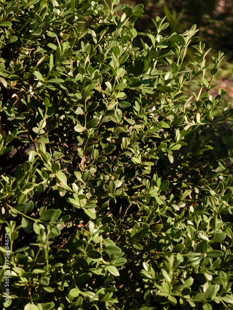 Obraz premium Green shrub leaves in sunlight for garden texture backgrounds and landscaping design
