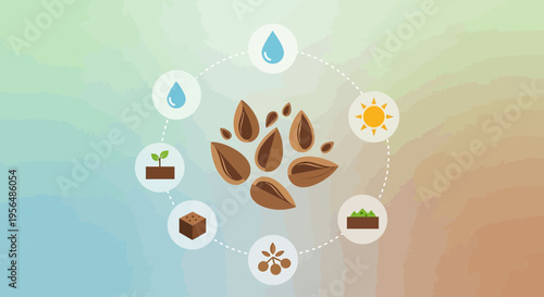 Infographic depicting the life cycle of a plant from seed germination to full growth representing