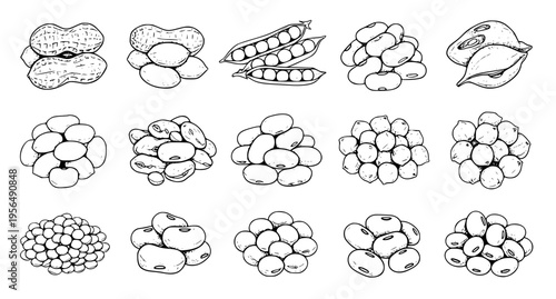 Hand Drawn Legumes Set with Beans Peas Nuts and Lentils Botanical Line Art Vector Illustration