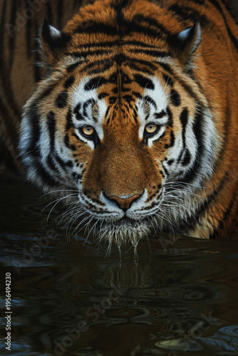 Siberian tiger (Panthera tigris altaica) detail portrait