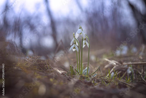 Delicate snowdrops in spring grass captured from a low angle. Natural sunlight, dreamy bokeh, and blurred forest background.