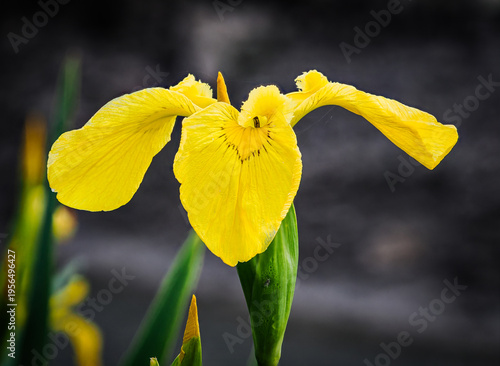 yellow iris on blue background
