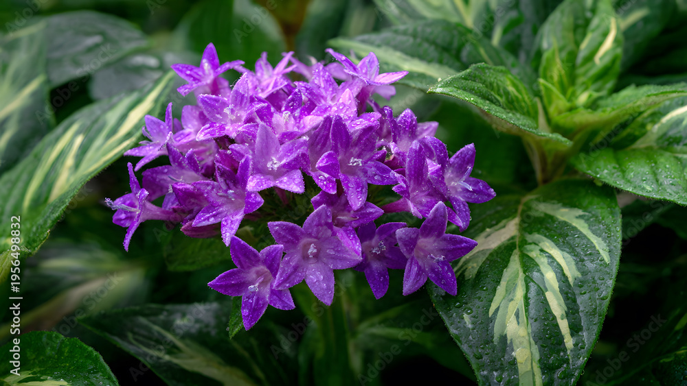 Obraz premium Vibrant Purple Flowers with Lush Green Leaves in Garden Setting