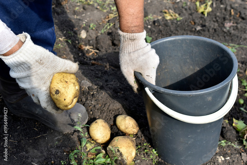Digging potatoes. The hand takes the potato. Yellow potato tubers.