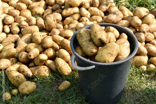 Digging potatoes. Yellow potato tubers in a bucket. Potato tuber harvest.