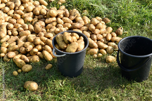Digging potatoes. Buckets of potatoes in the field. Yellow potato tubers.