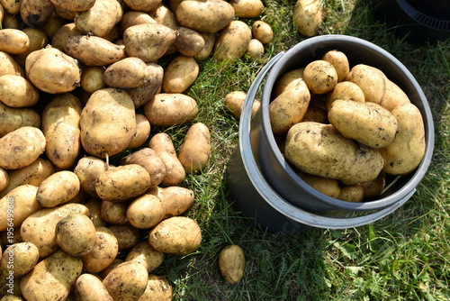 Digging potatoes. Yellow potato tubers in a bucket. Potato tuber harvest.