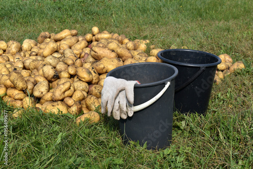 Digging potatoes. Buckets of potatoes in the field. Yellow potato tubers.