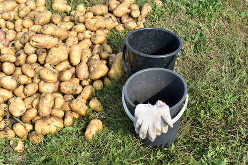 Digging potatoes. Buckets of potatoes in the field. Yellow potato tubers.