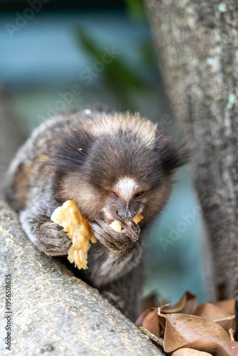 Bild auf Leinwand Common marmoset eating cracker closeup on tree trunk