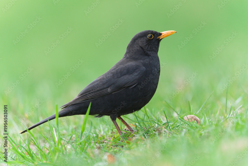 Obraz premium Common Blackbird (Turdus merula) male standing on grass in natural environment – common bird species in the Czech Republic