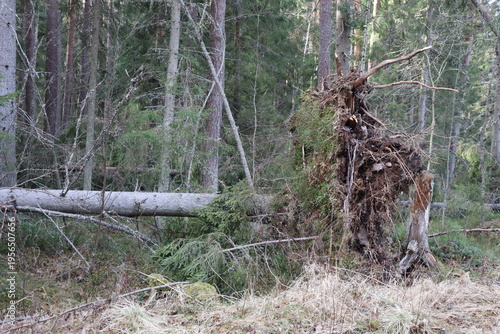 Tableau sur toile Close view of uprooted tree roots and fallen trunk