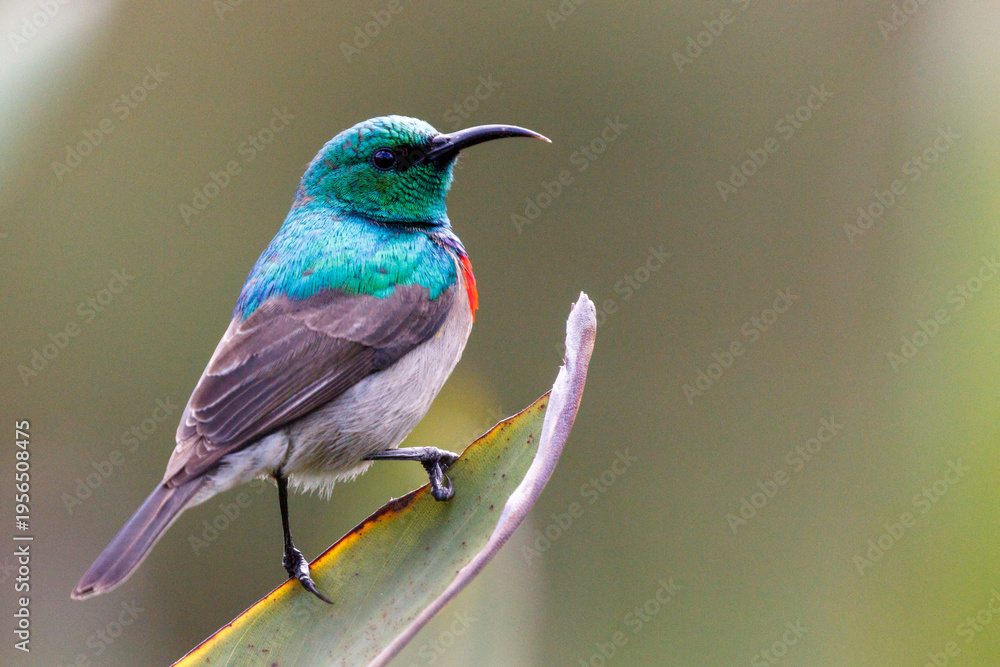 Fototapeta premium Sunbird at Kirstenbosch