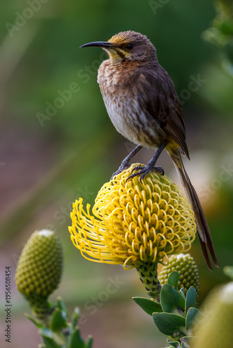 Cape sugarbird perches atop a bright yellow flower. Furry body with long tail feathers stands alert. Soft-focus background highlights vibrant bloom and green buds