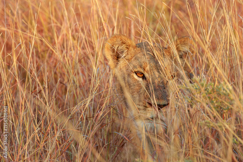 Golden grasses frame a lioness's alert gaze. Her eyes glow with quiet intensity. She hides in tall, sunlit stalks, still and watchful. The scene evokes raw, untamed wilderness