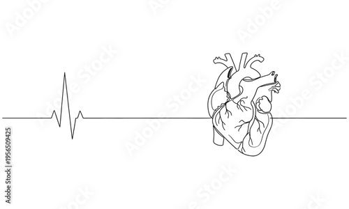 Minimalist continuous one line drawing of a human anatomical heart. Educational materials, and medical awareness campaigns