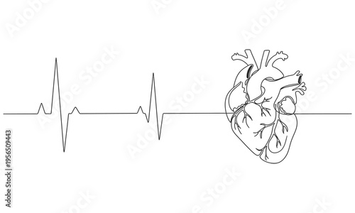 Minimalist continuous one line drawing of a human anatomical heart. Educational materials, and medical awareness campaigns