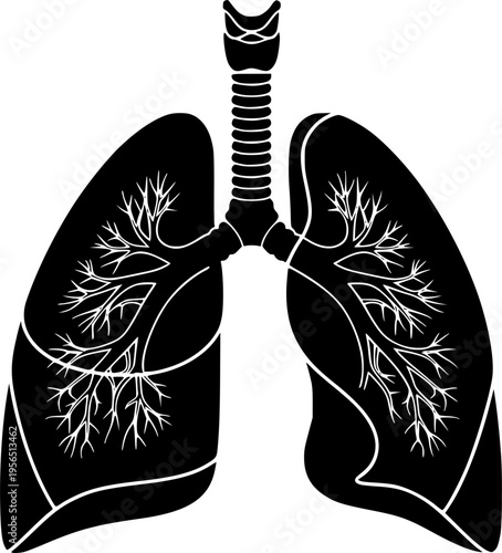 Black silhouette of human lungs with trachea and bronchi on white background anatomy