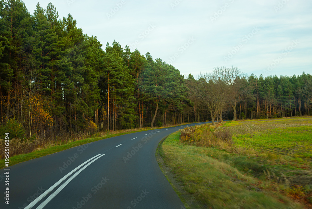 Naklejka premium A long empty road among tall forest trees