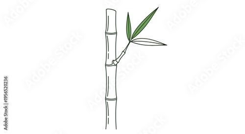 Minimalist outline illustration of a bamboo stalk with green foliage.