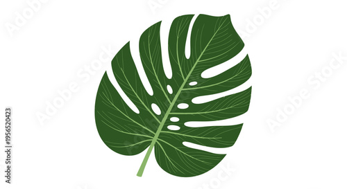 Illustration of a green monstera deliciosa leaf isolated on a white background.