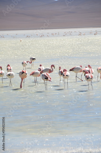 Flamingos at Atacama desert