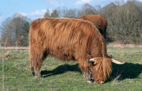 A Scottish Highland cow is grazing in a pasture. The animal's brown coat is long