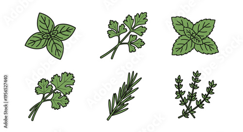 A detailed collection of various fresh, green herbs including basil, parsley, mint, cilantro, rosemary, and thyme, drawn in a flat, cartoonish style suitable for culinary designs and cooking